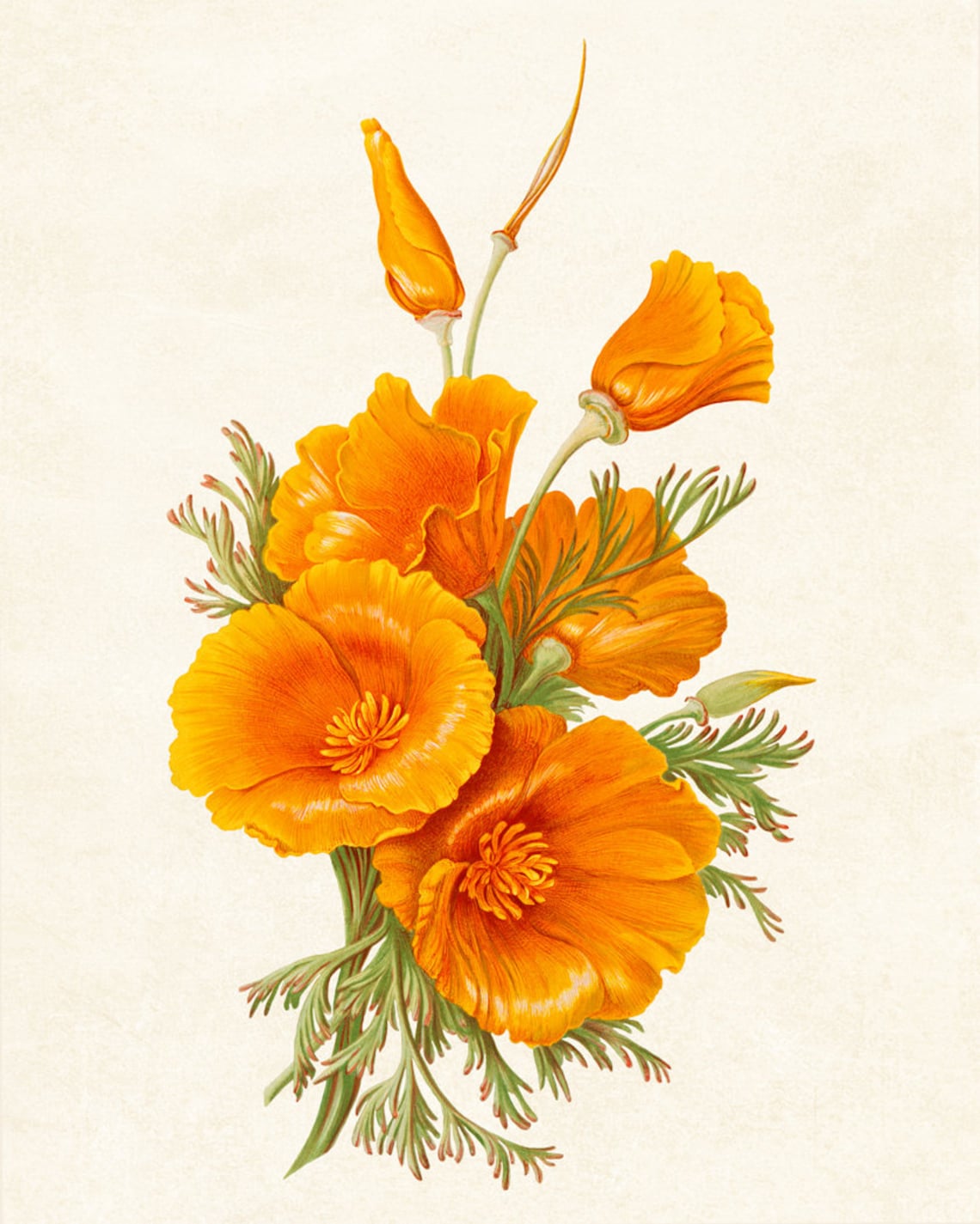California Poppies Botanical Wall Art Print - Image 3