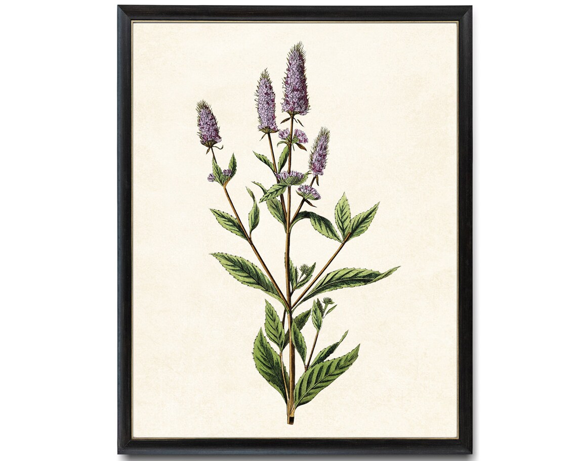 Flowering Peppermint Herb Vintage Botanical Plant Illustration Poster