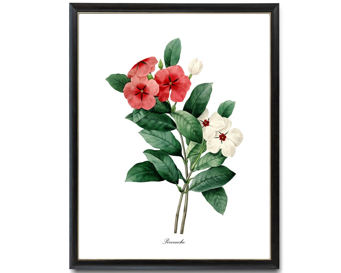 Red And White Periwinkle Pervenche Vintage Botanical Flower Poster