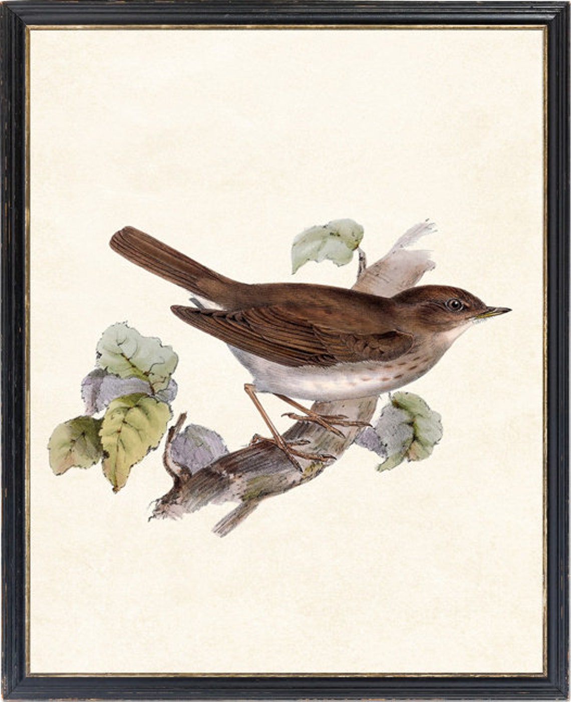 Vintage Brown Thrush Perched Branch Natural History Bird Poster - Image 4