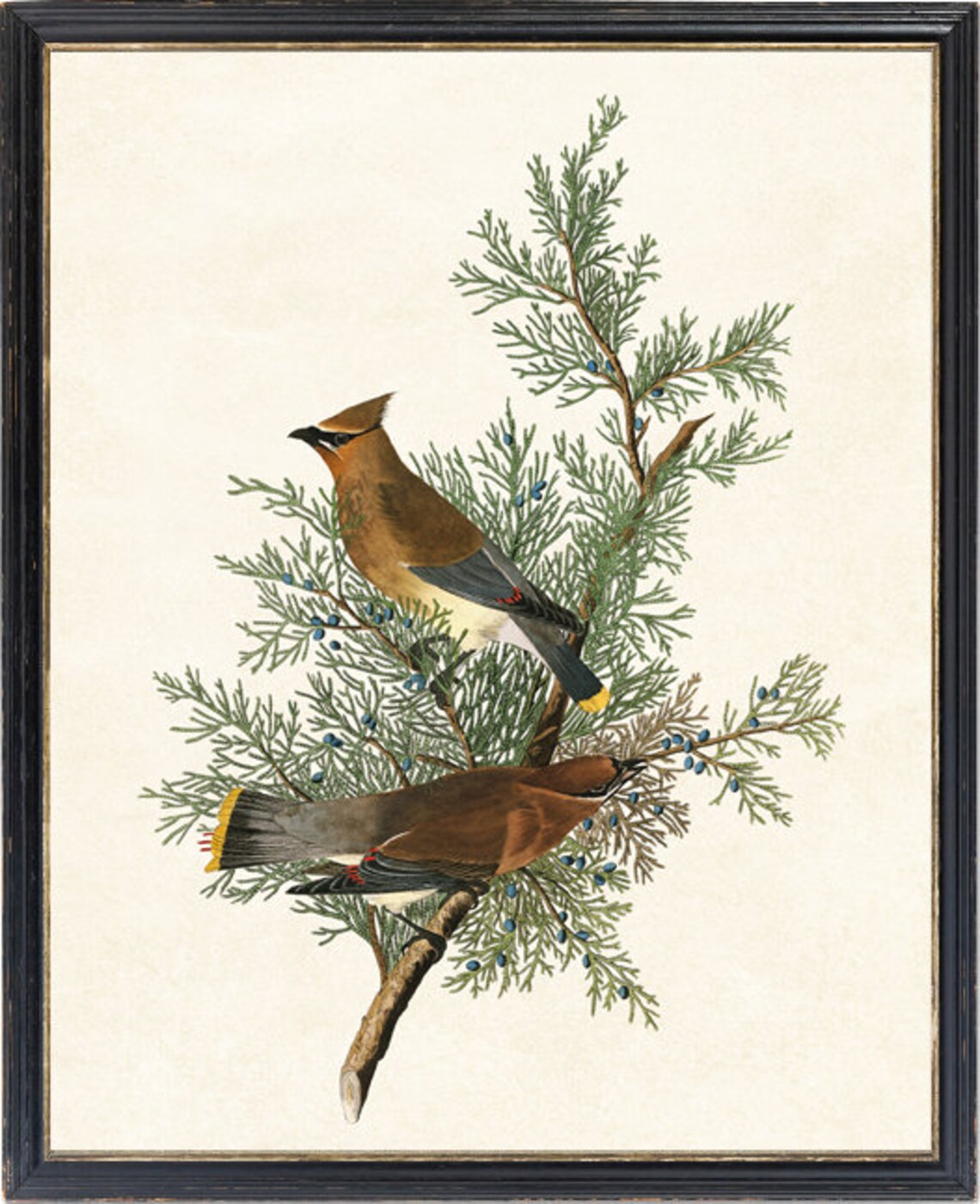 Bird And Botanical Cedar Birds Wall Art Print - Image 2