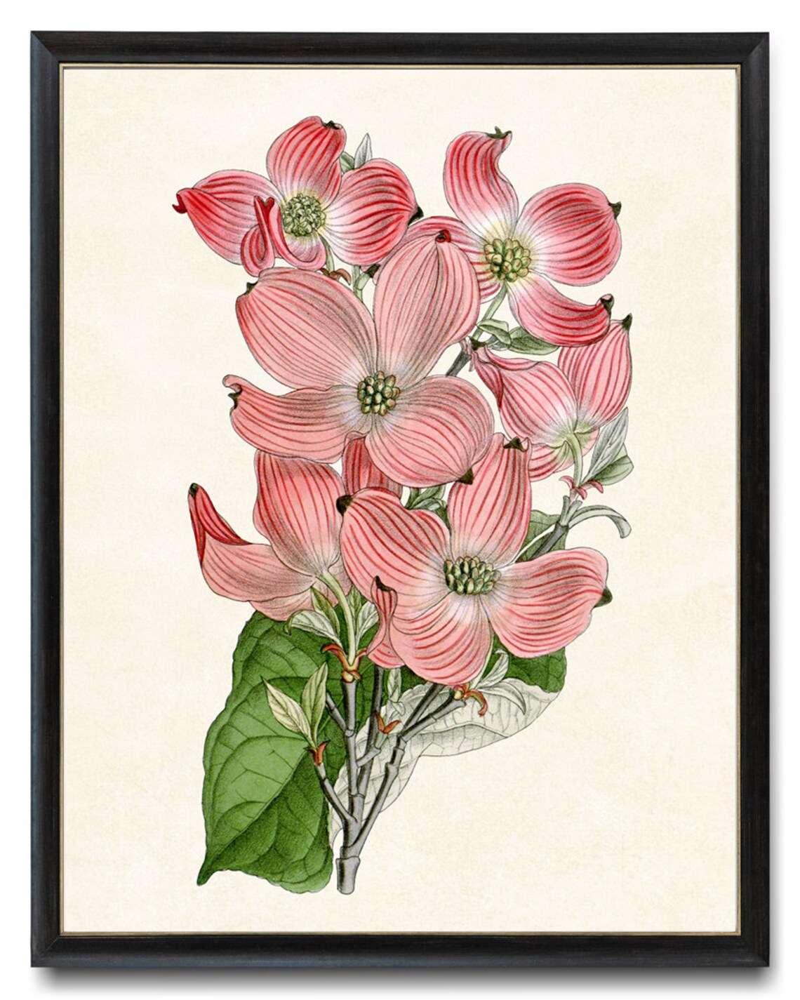 Flowering Pink Dogwood Vintage Botanical Art Print