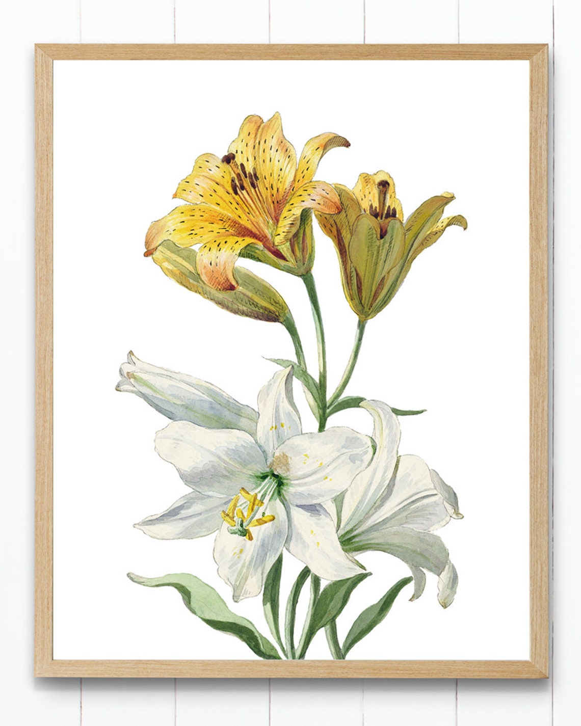 Antique White And Yellow Lilies Botanical Illustration Flower Poster - Image 2