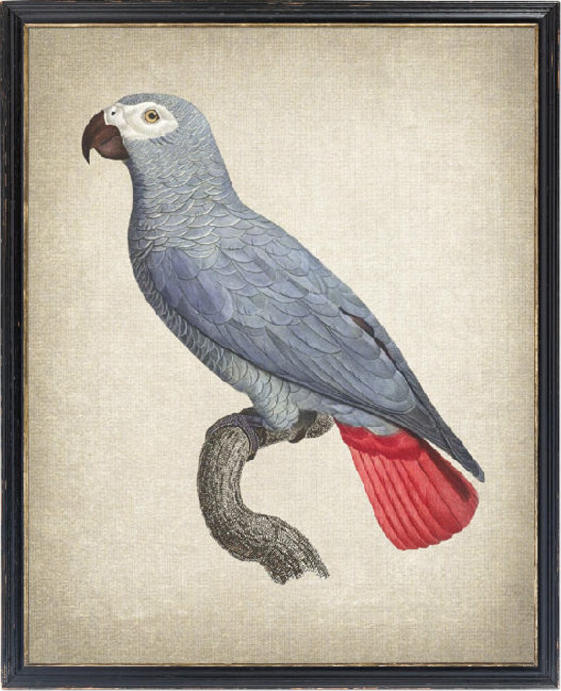 African Grey Parrot Vintage Illustration Art Print