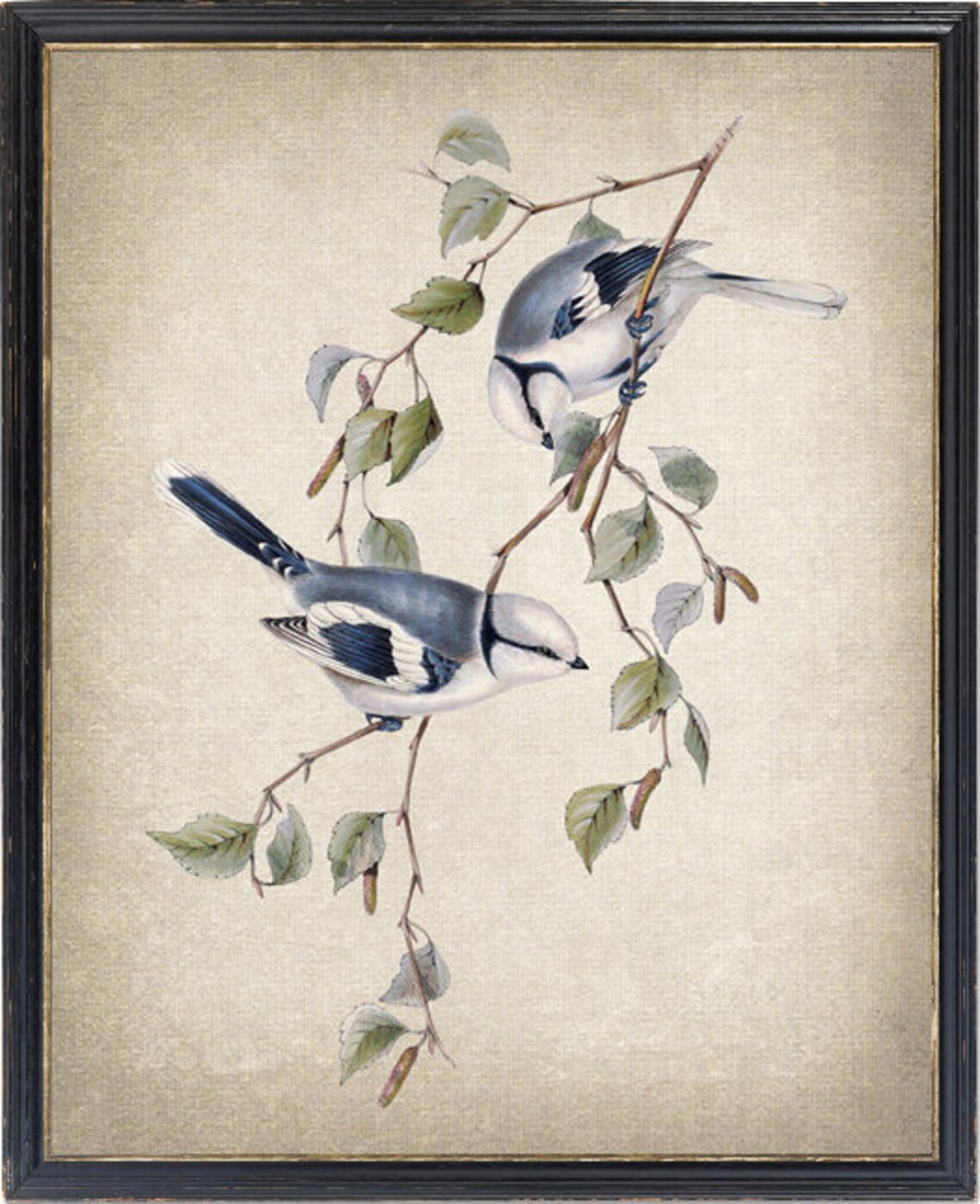 Azure Blue Tit Birds Vintage Illustration Art Print