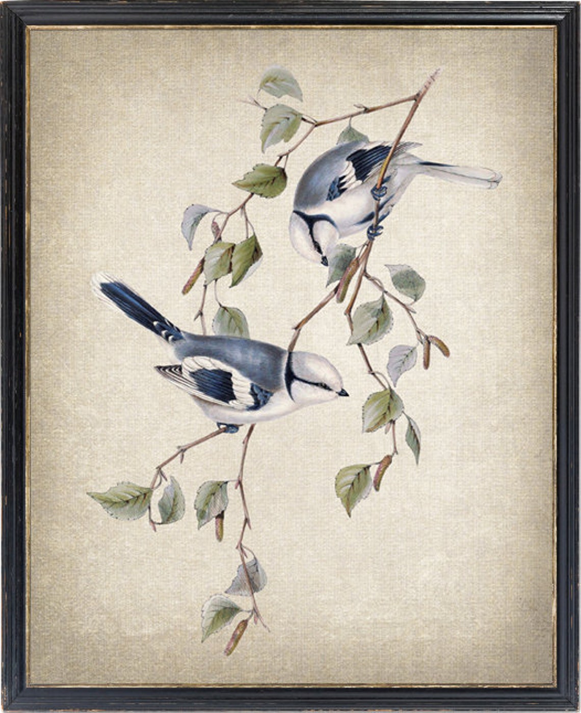 Azure Blue Tit Pair Vintage Bird Illustration Antique Nature Print