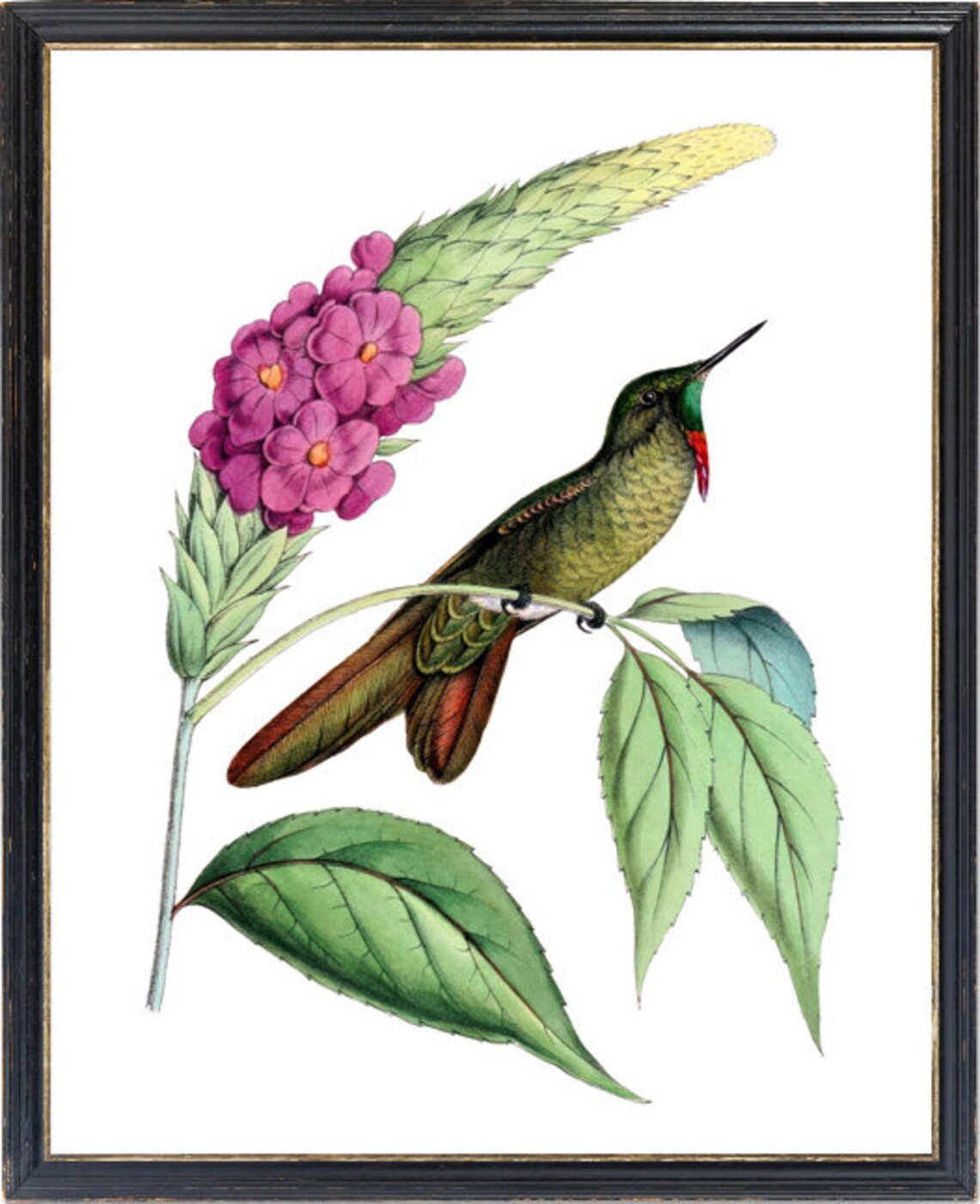 Olivaceous Thornbill Hummingbird With Pink Flowers Vintage Bird Poster - Image 3