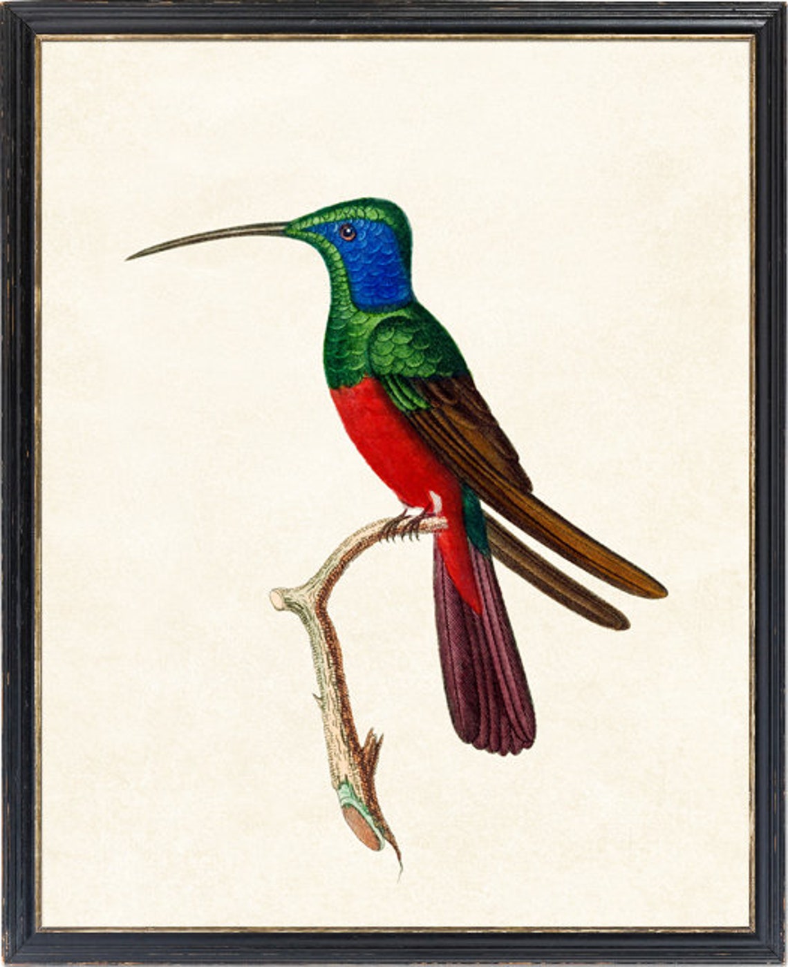 Harlequin Hummingbird Vintage Illustration Blue Red Bird Poster - Image 4