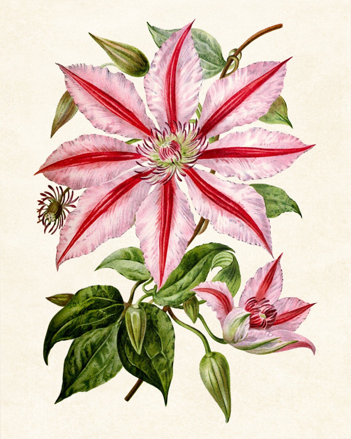 Pink Clematis Vintage Flower Illustration Art Print - Image 4