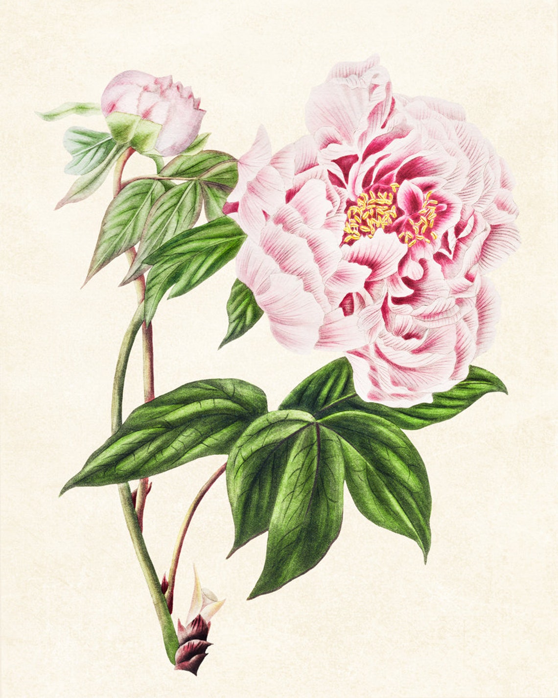Pink Tree Peony Bloom Vintage Botanical Illustration Art Poster - Image 3