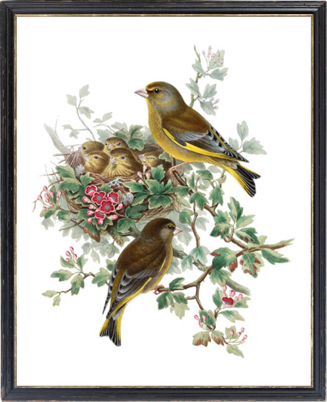 Greenfinch Birds Antique Illustration Art Print - Image 3
