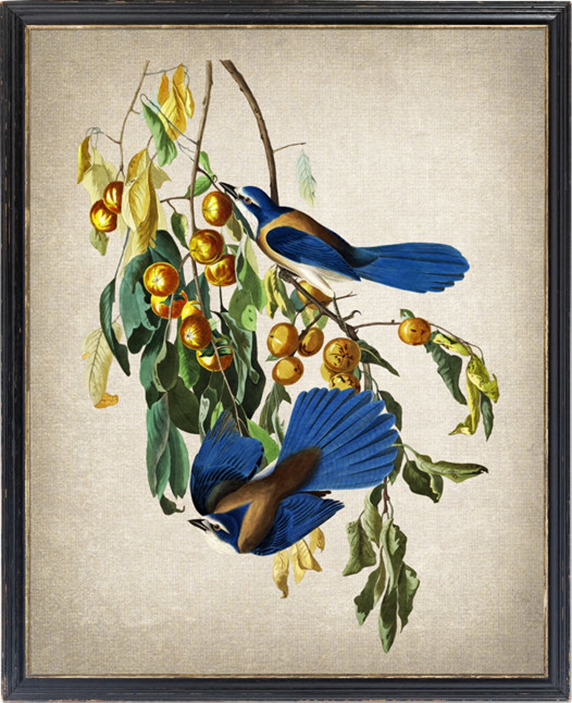 Florida Jays Perched On Persimmon Branch Vintage Bird Poster