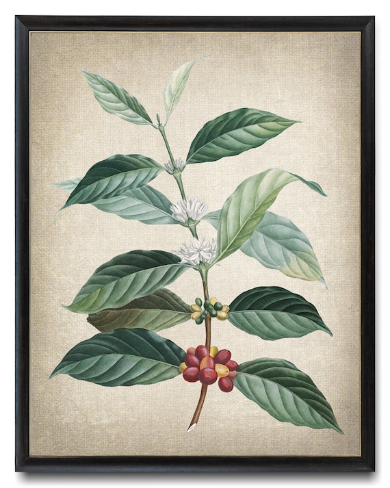 Coffee Plant Vintage Botanical Illustration Art Print