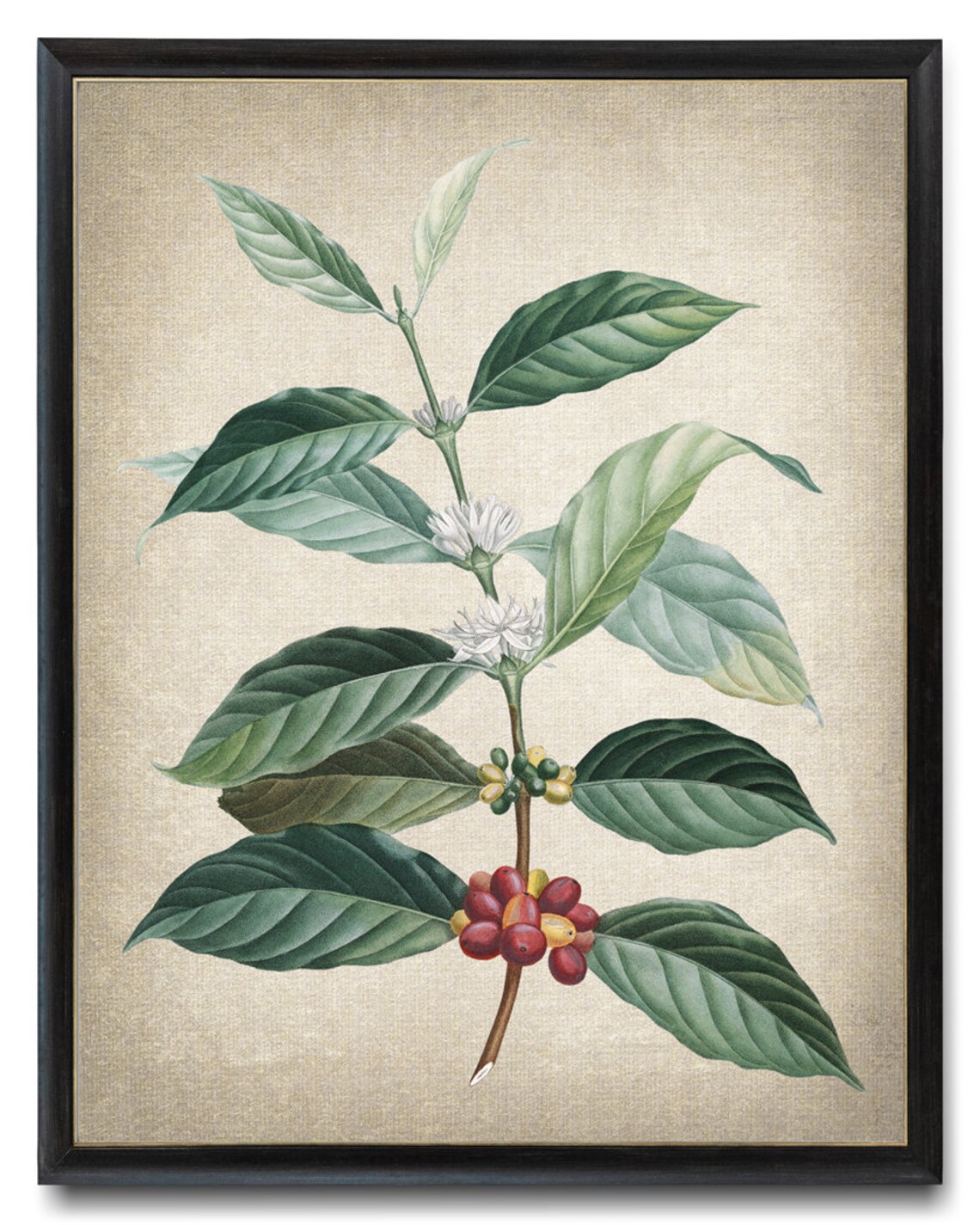 Coffee Plant Vintage Botanical Illustration Art Print
