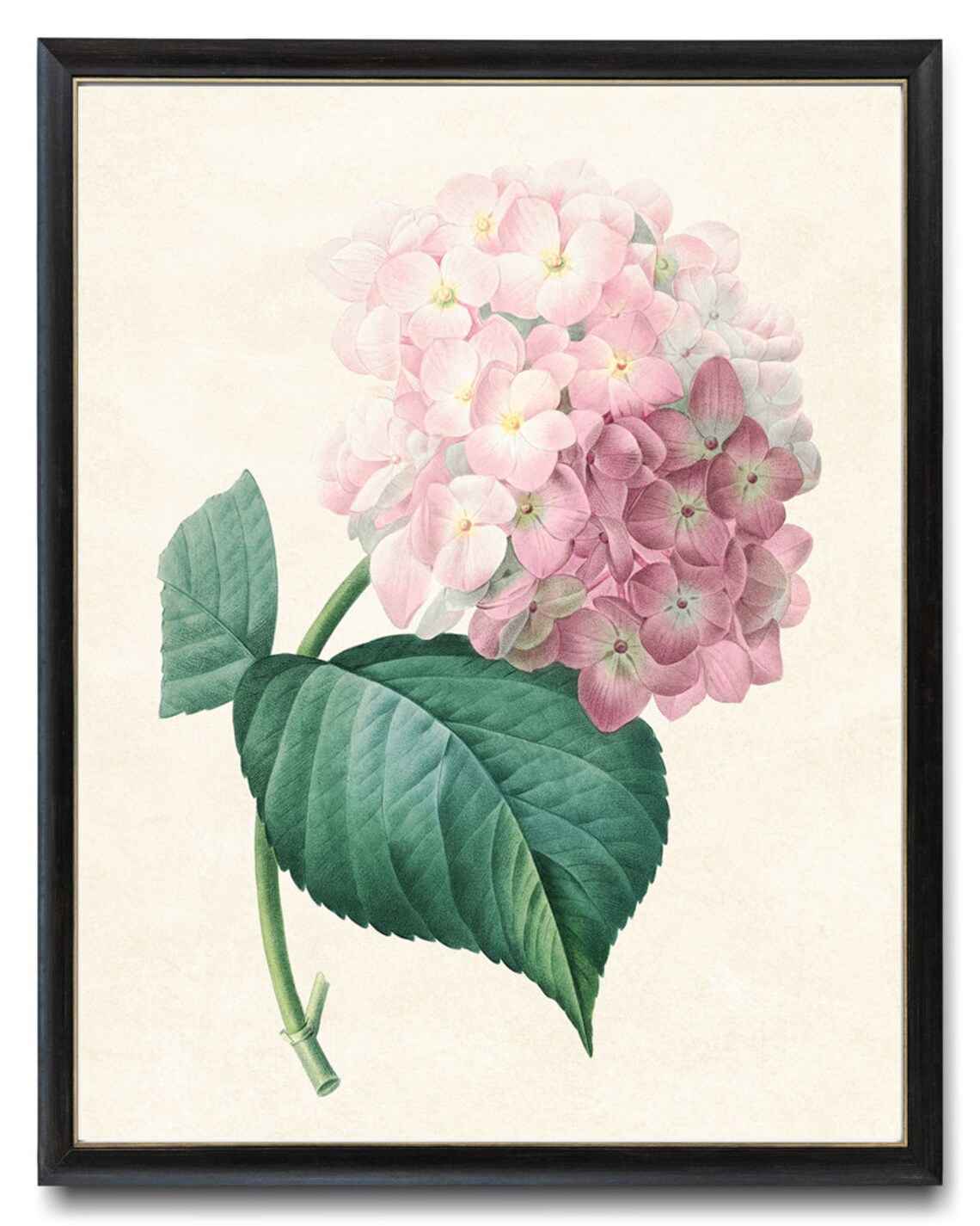 Pink Hydrangea Vintage Flower Illustration Art Print