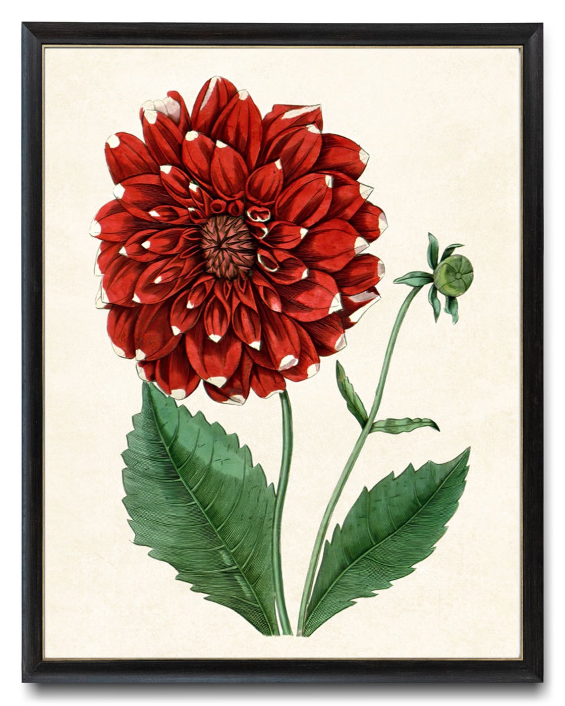 Red Dahlia Vintage Botanical Illustration Garden Flower Poster