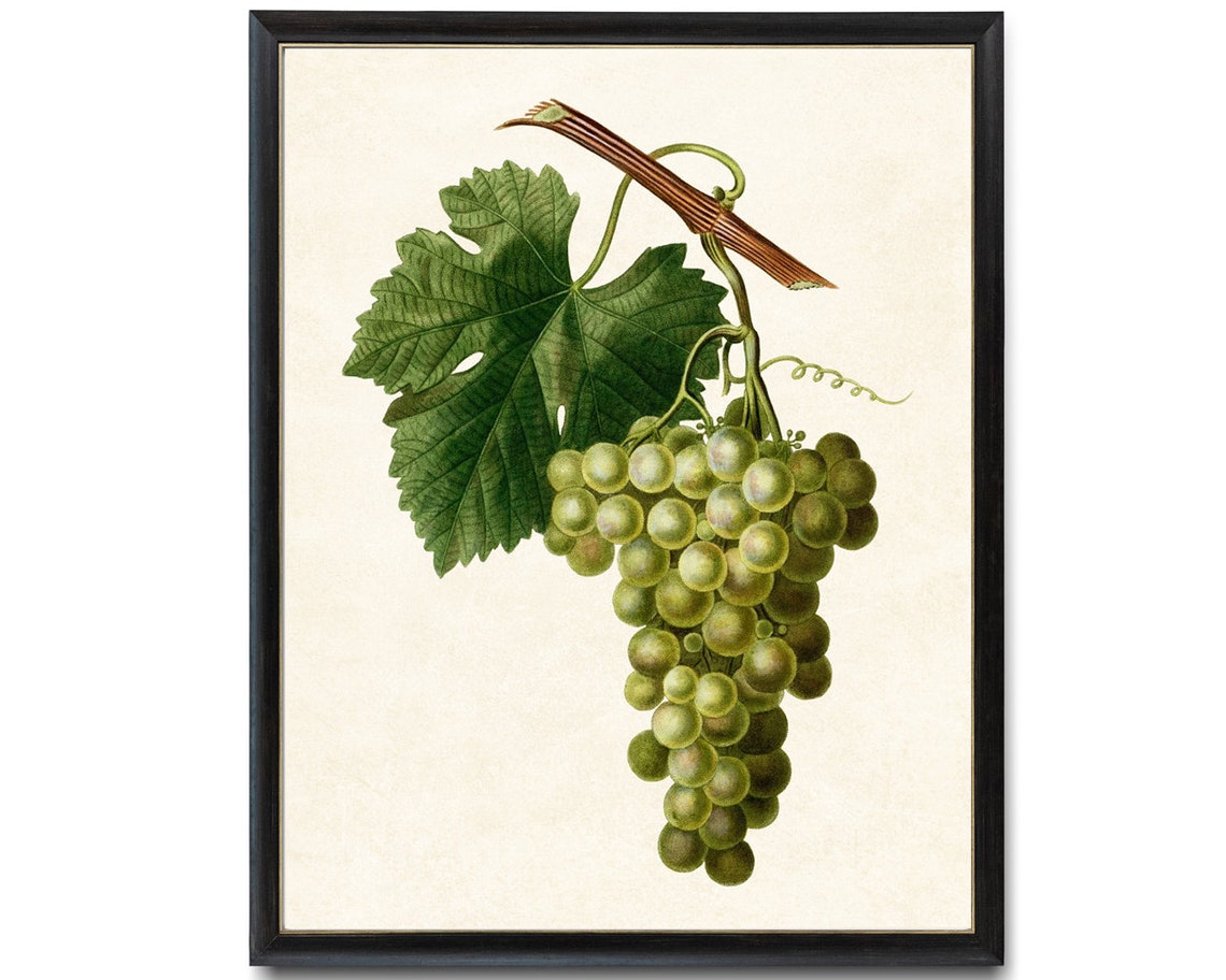 White Wine Grapes Vintage Botanical Fruit Illustration Art Poster