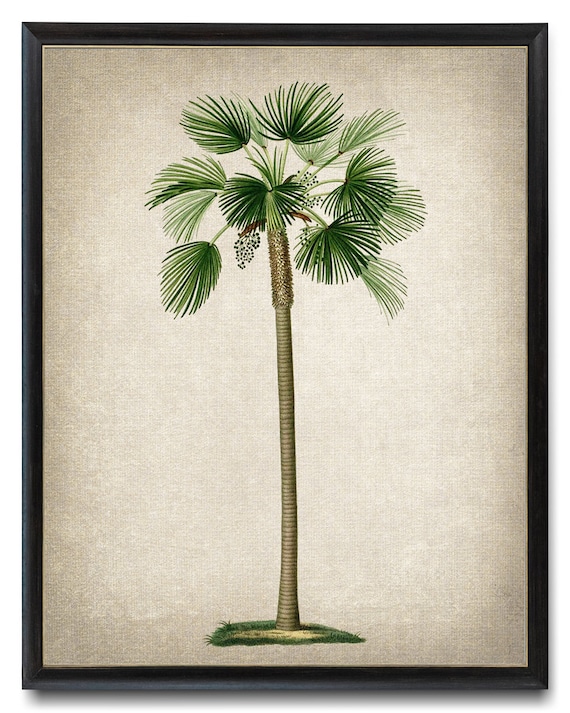 Print Up To 24x30 Inches Fan Palm Palm Tree Vintage Illustration Botanical Wall Art Print Instant