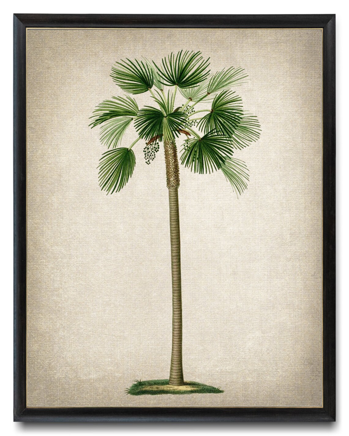 Fan Palm Palm Tree Vintage Illustration Botanical Wall Art Print Instant