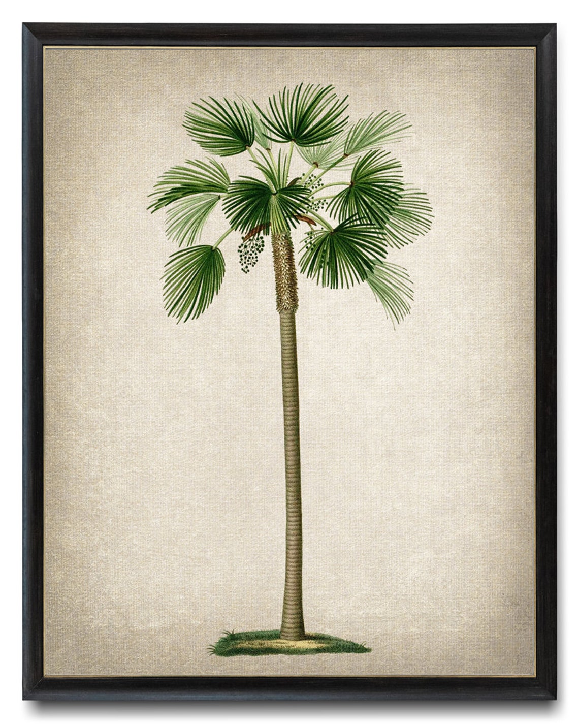 Fan Palm Vintage Botanical Illustration Tropical Tree Art Poster