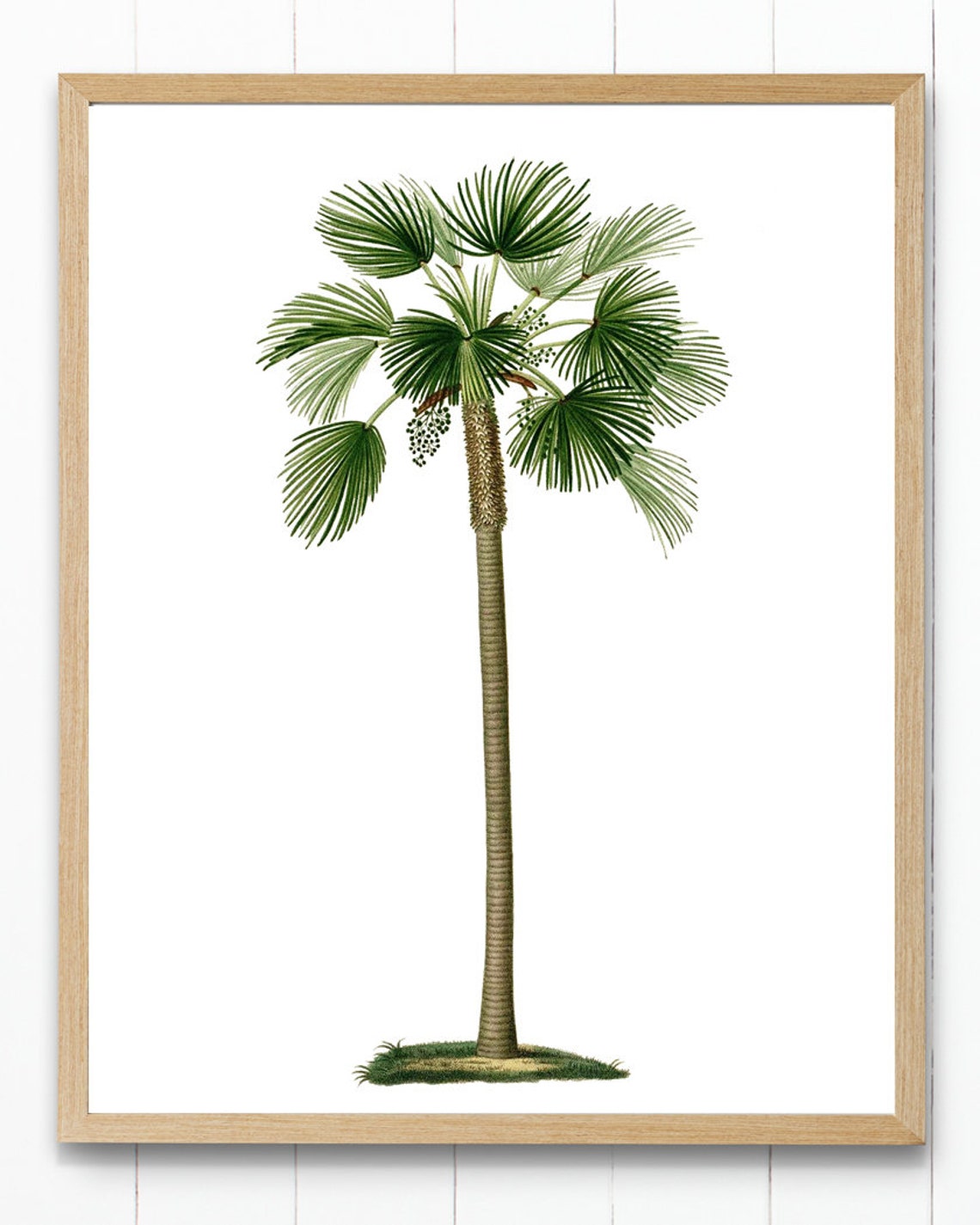 Fan Palm Vintage Botanical Illustration Tropical Tree Art Poster - Image 3