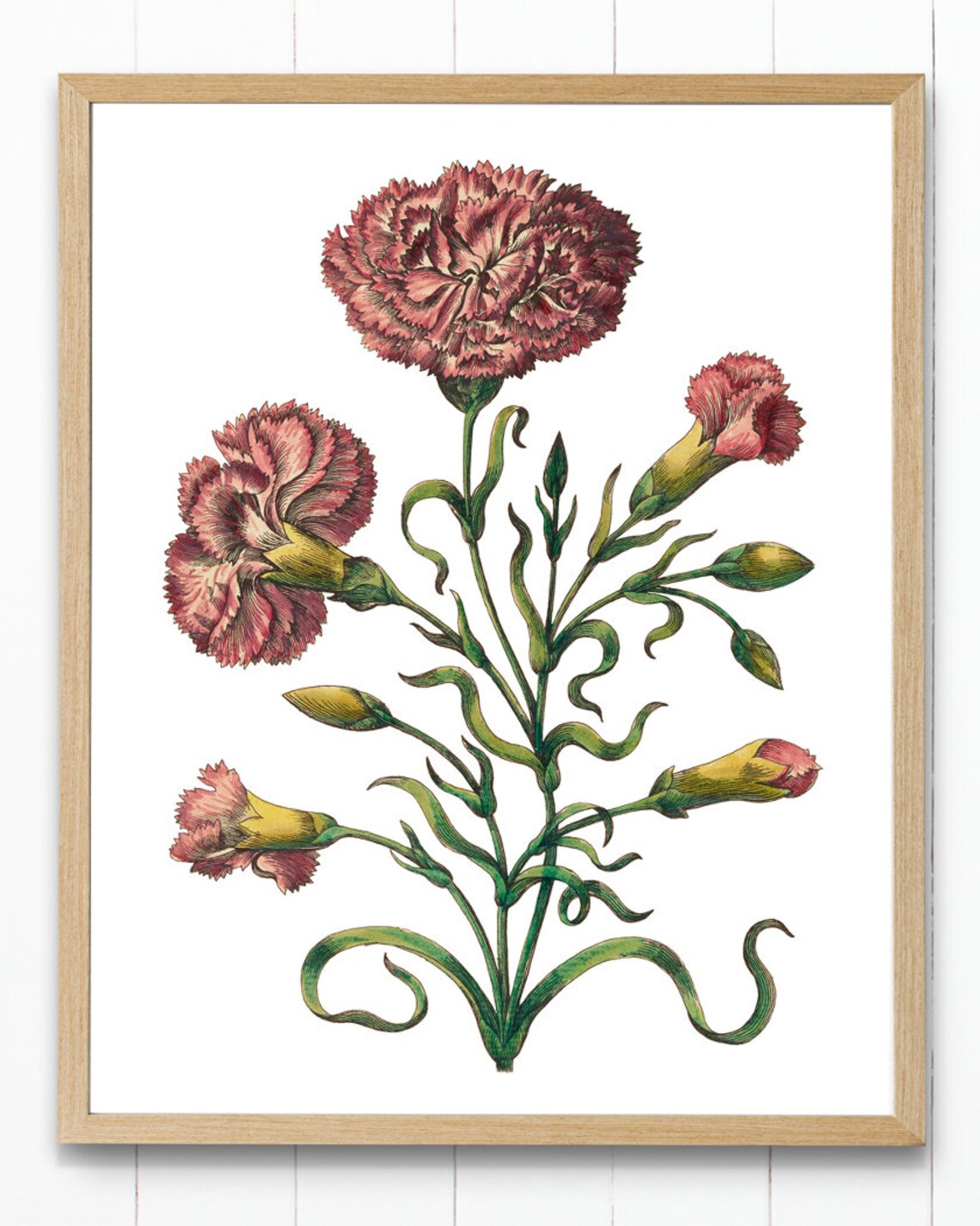 Pink Carnation Print, Antique Flower Illustration - Image 4