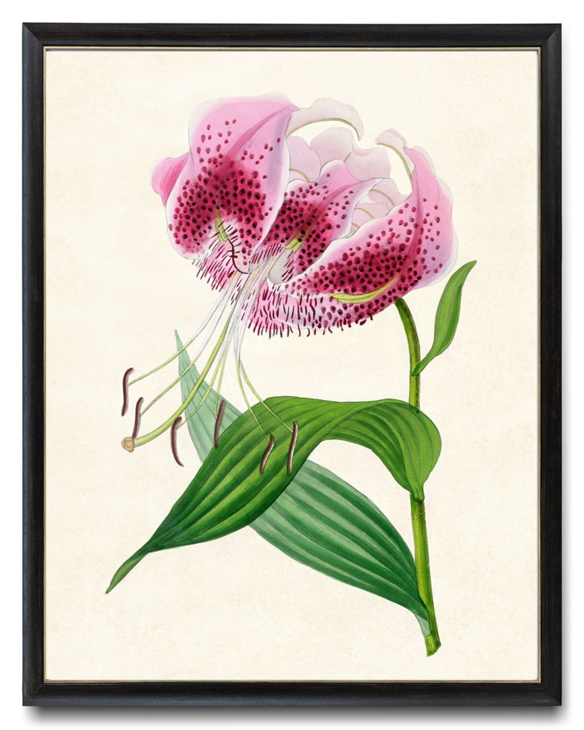 Vintage Pink Speckled Lily Botanical Illustration Flower Poster