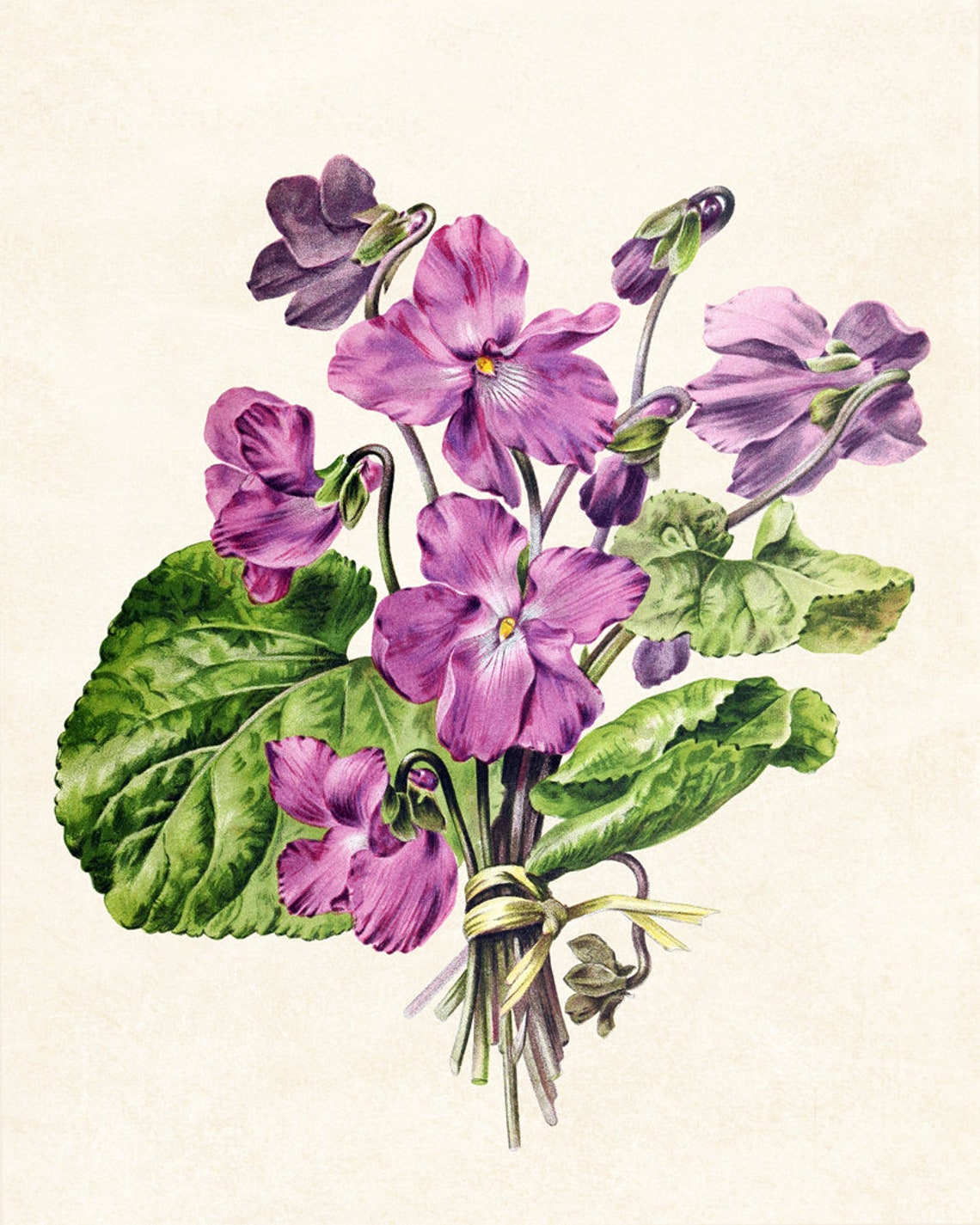 Purple Violet Blossom Bouquet Vintage Floral Botanical Art Poster - Image 3