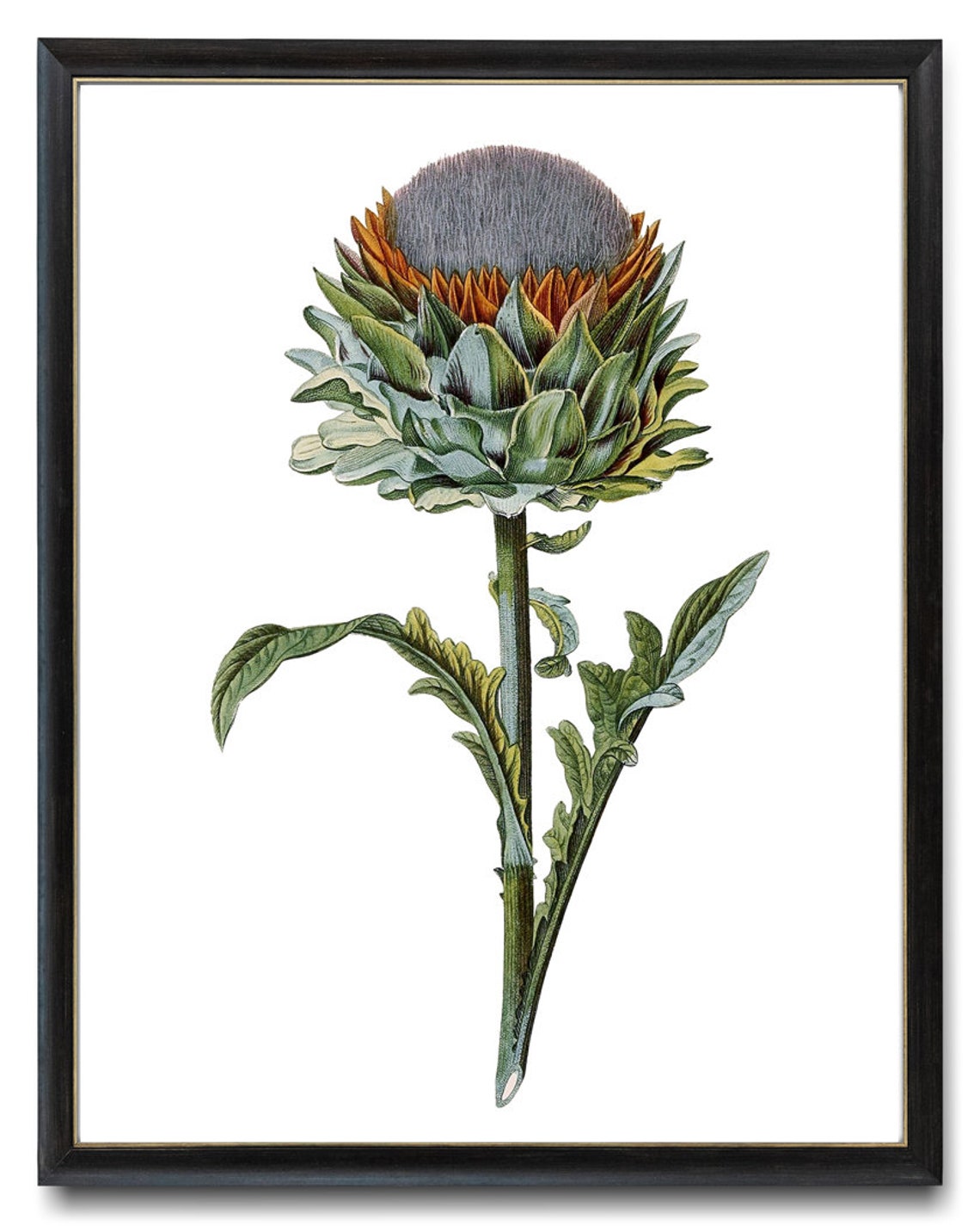 Artichoke Thistle Flower Head Vintage Botanical Garden Art Poster - Image 3
