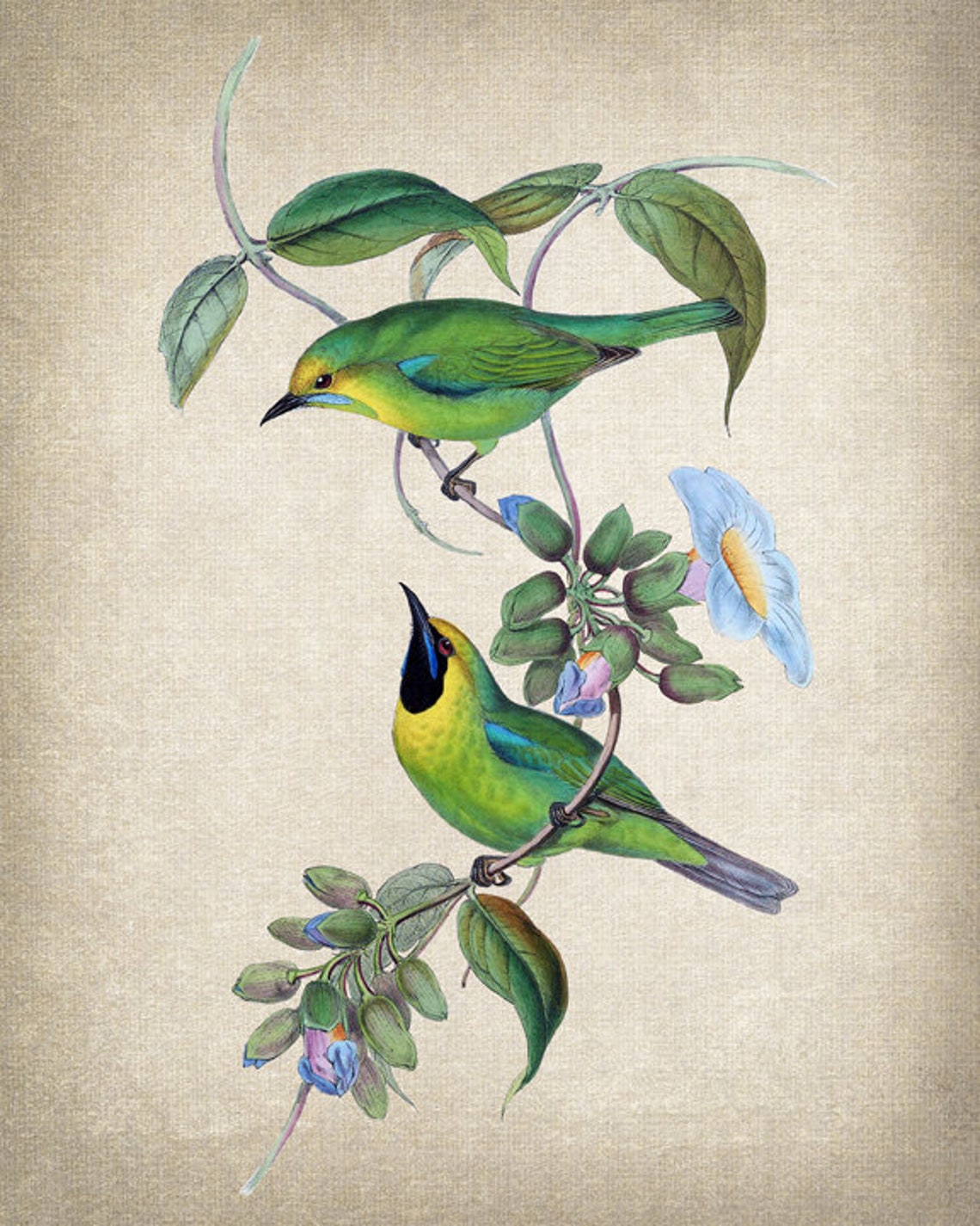 Green Songbird Pair Vintage Illustration Flowering Vine Bird Poster - Image 2