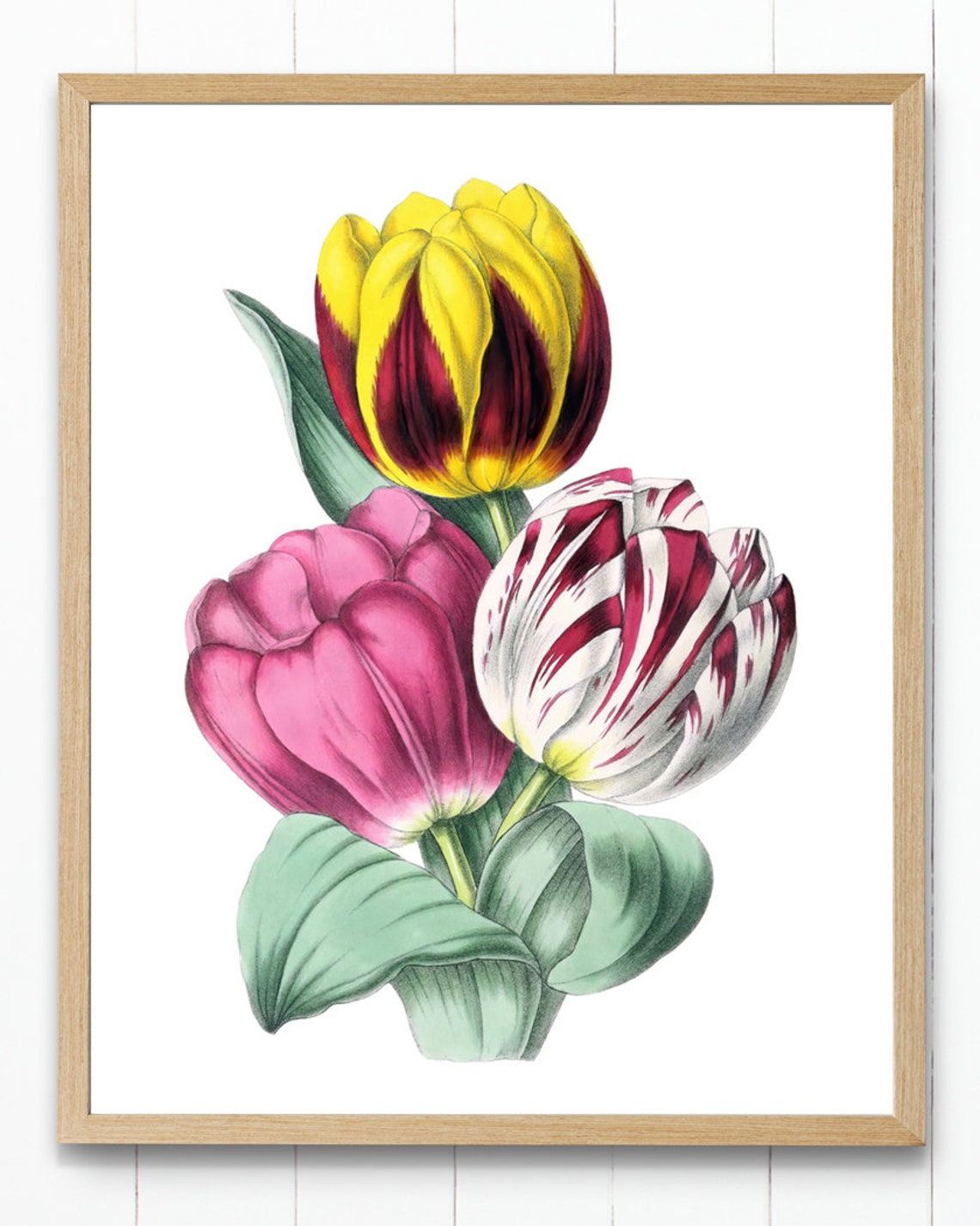 Trio of Colorful Spring Tulips Antique Botanical Flower Study Poster - Image 4