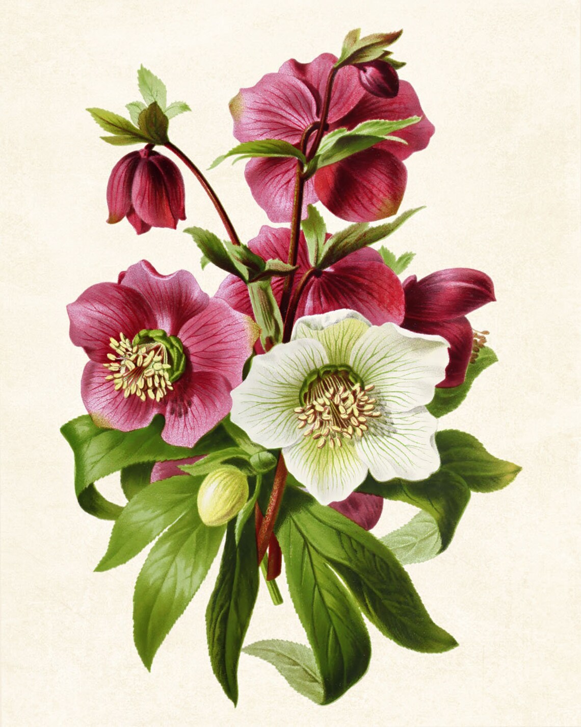 Purple and White Hellebors Vintage Flower Art Print - Image 3