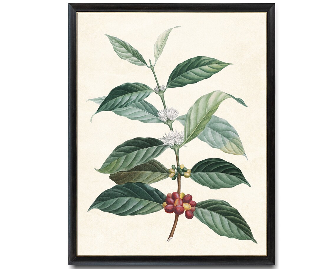 Coffee Plant Vintage Botanical Illustration Art Print - Image 4