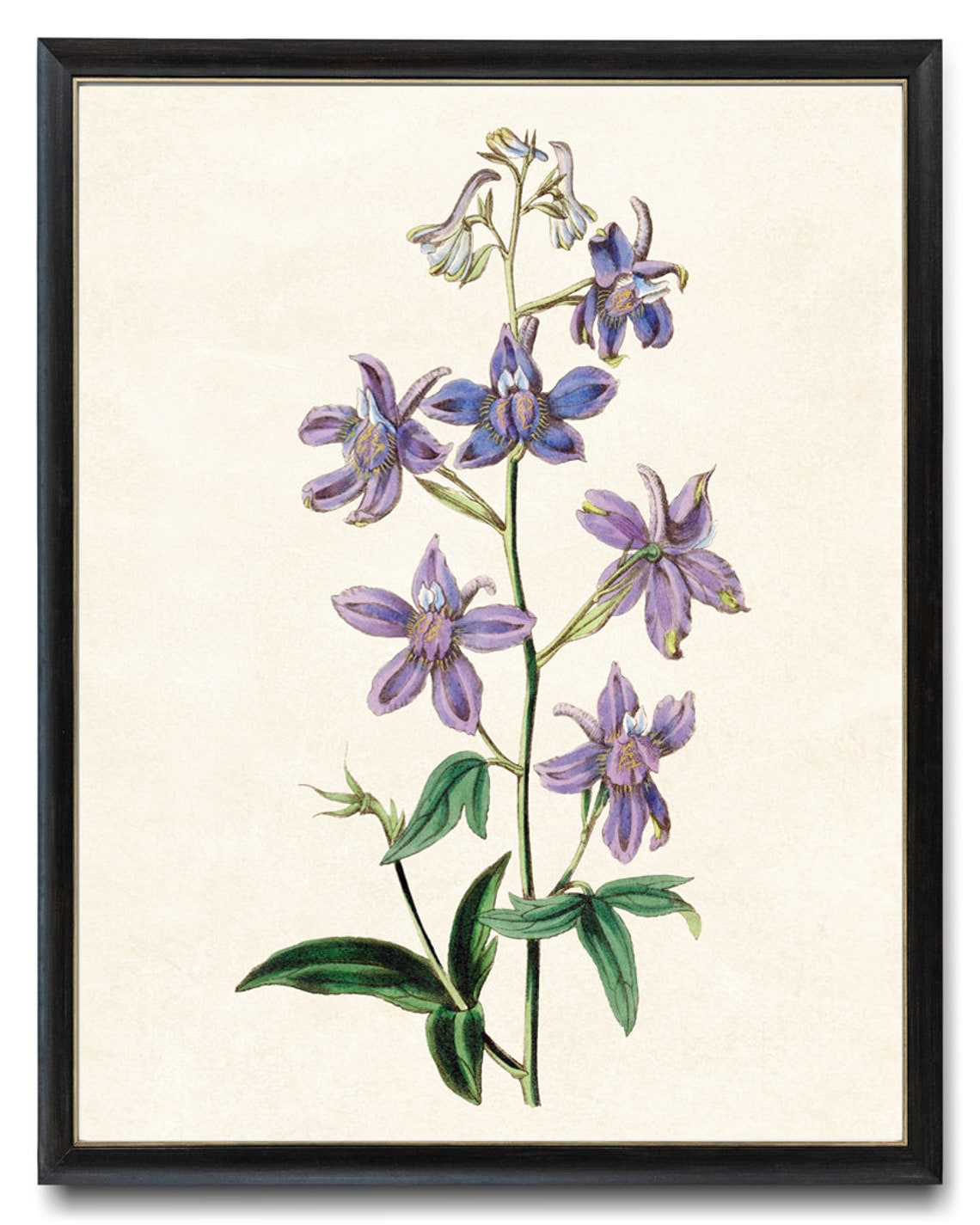 Purple Larkspur Wildflower Stem Vintage Botanical Illustration Poster