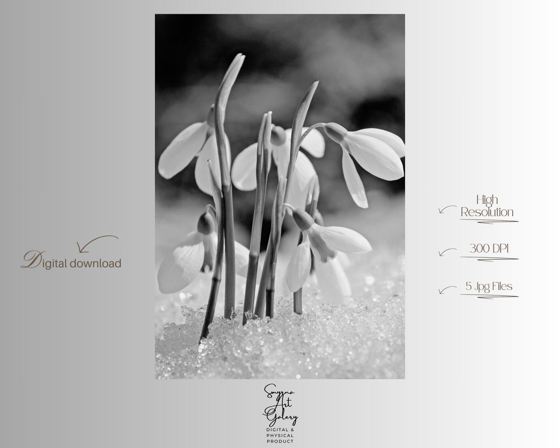 Snowdrop Flowers In Snow Minimal Black White Botanical Photo Poster