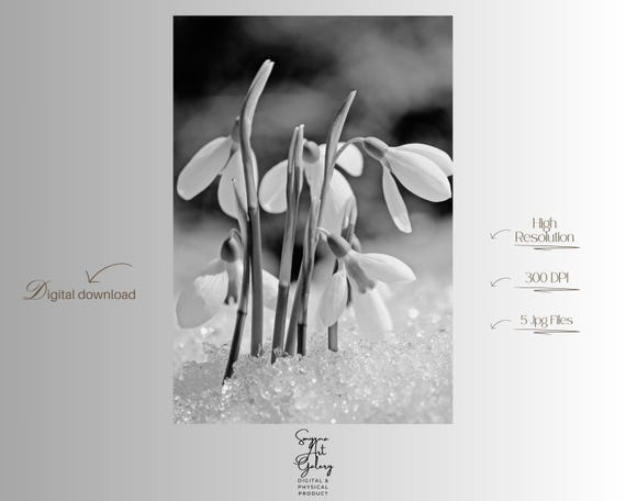 Snowdrop Wall Art In Snow Minimal Black White Botanical Photograph Monochrome Winter Flower For Calm Decor