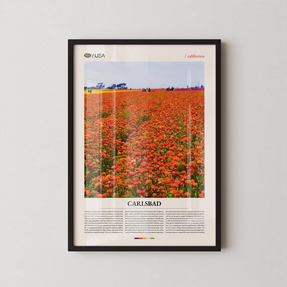 Carlsbad California Blooming Flower Fields Editorial Travel Poster