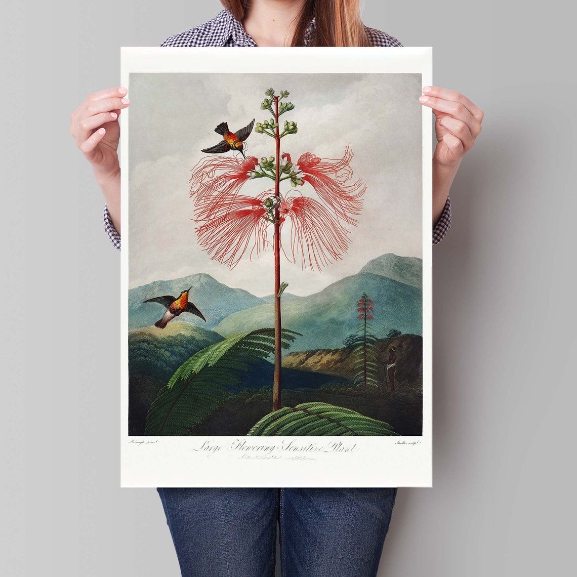 Thornton Large Flowering Sensitive Plant Hummingbird Art Poster - Image 4