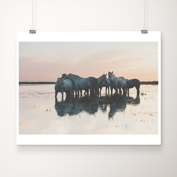 Camargue White Horses at Sunset Wetland Reflection Photography Poster