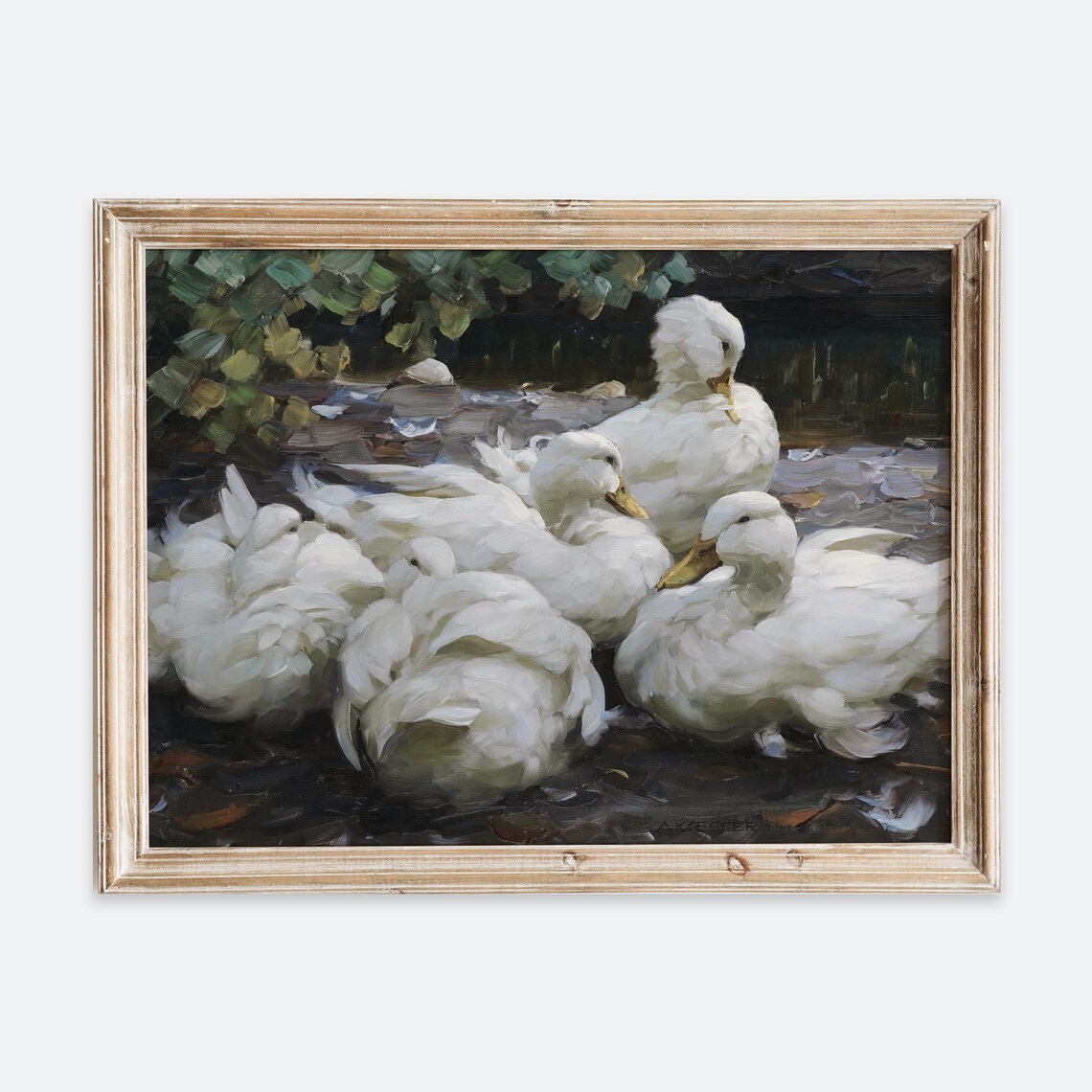 Resting White Ducks By Pond, Rustic Farmhouse Art Print