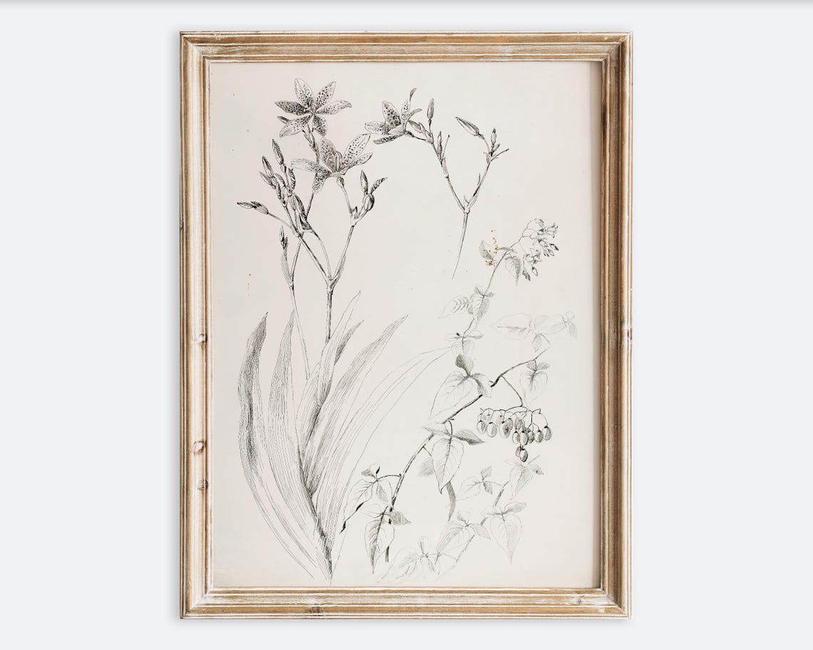 Antique Vintage Botanical Wildflower Ink Foliage Sketch Poster