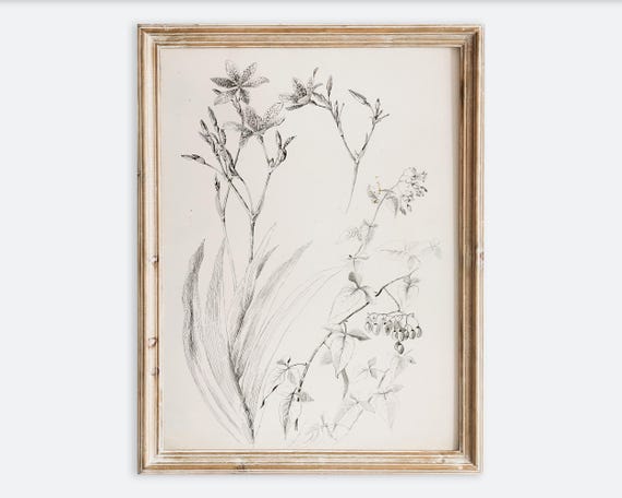 Vintage Botanical Flower Foliage Drawing Still Life Wall Art Print Rustic Neutral Floral Line Sketch Antique Farmhouse Poster Vp261
