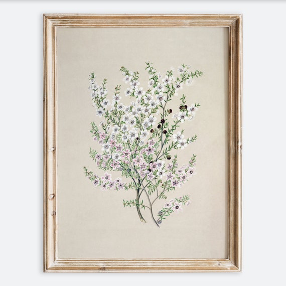 Vintage Botanical Flower Foliage Drawing Art Print