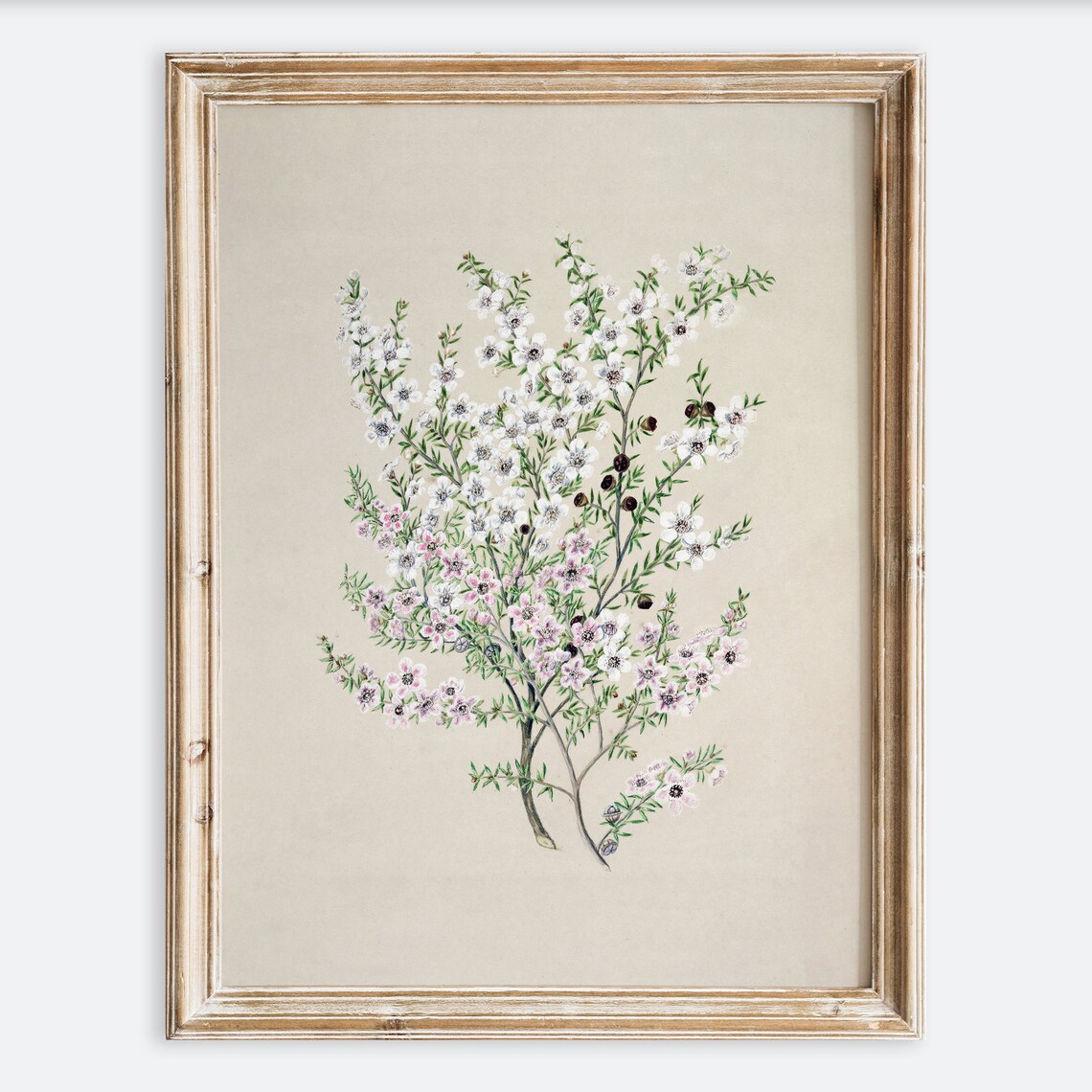 Vintage Botanical Flower Foliage Drawing Art Print
