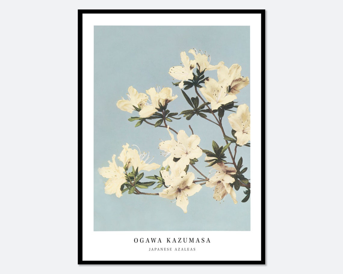 Ogawa Kazumasa White Azaleas Flowers Vintage Japanese Photograph Botanical Art Print Antique Japanese Floral Painting Japanese Poster Ok04