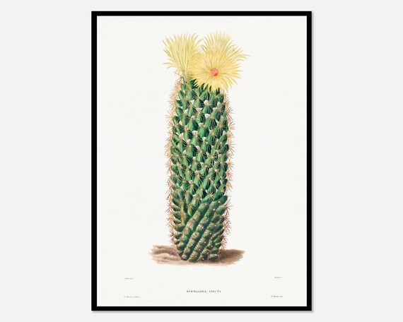 Hedgehog Cactus Mammillaria Erecta Tall Vintage Botanical Flower Poster