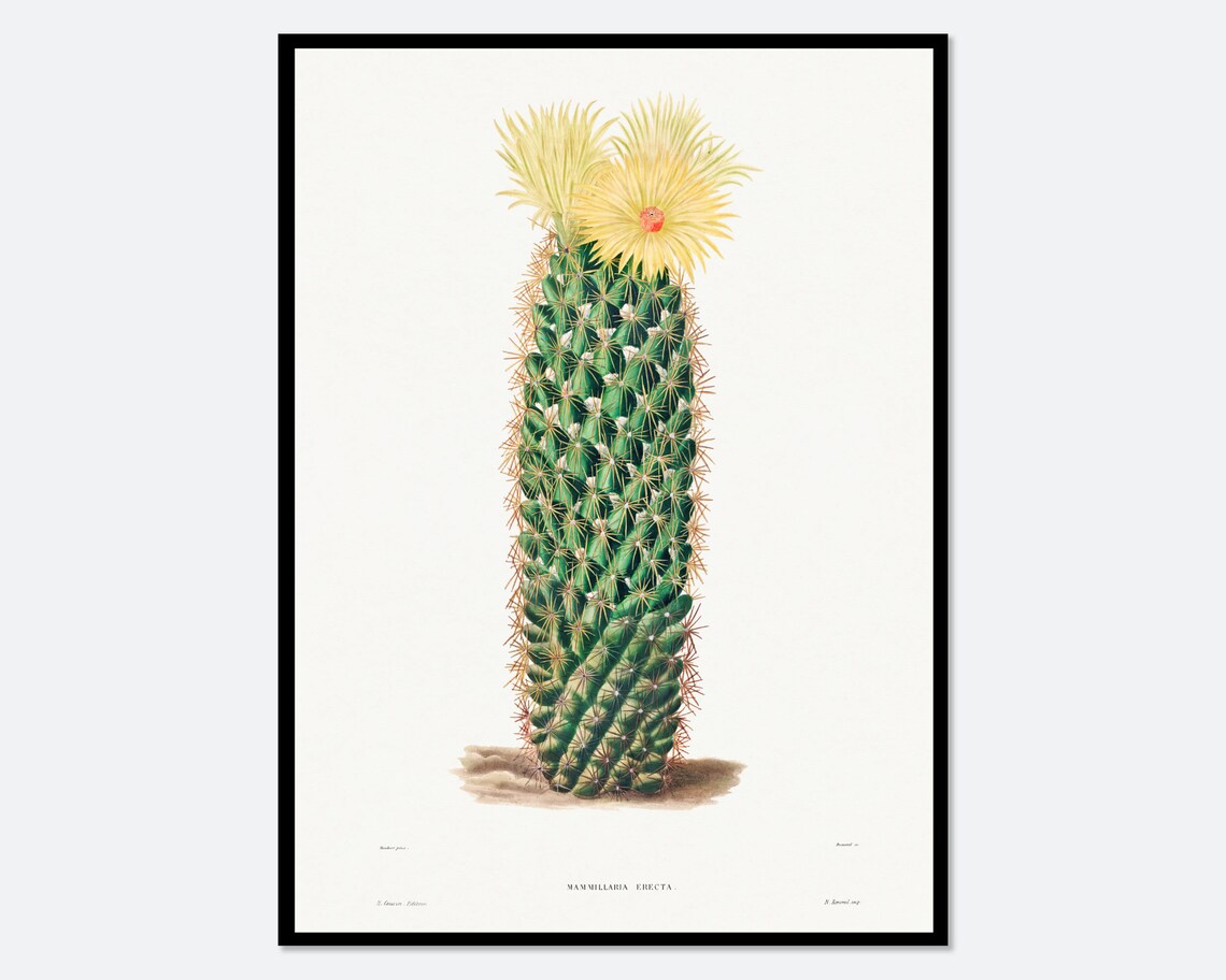 Hedgehog Cactus Mammillaria Erecta Tall Vintage Botanical Flower Poster