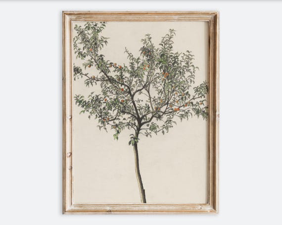 Vintage European Fruit Tree Sketch Art Print