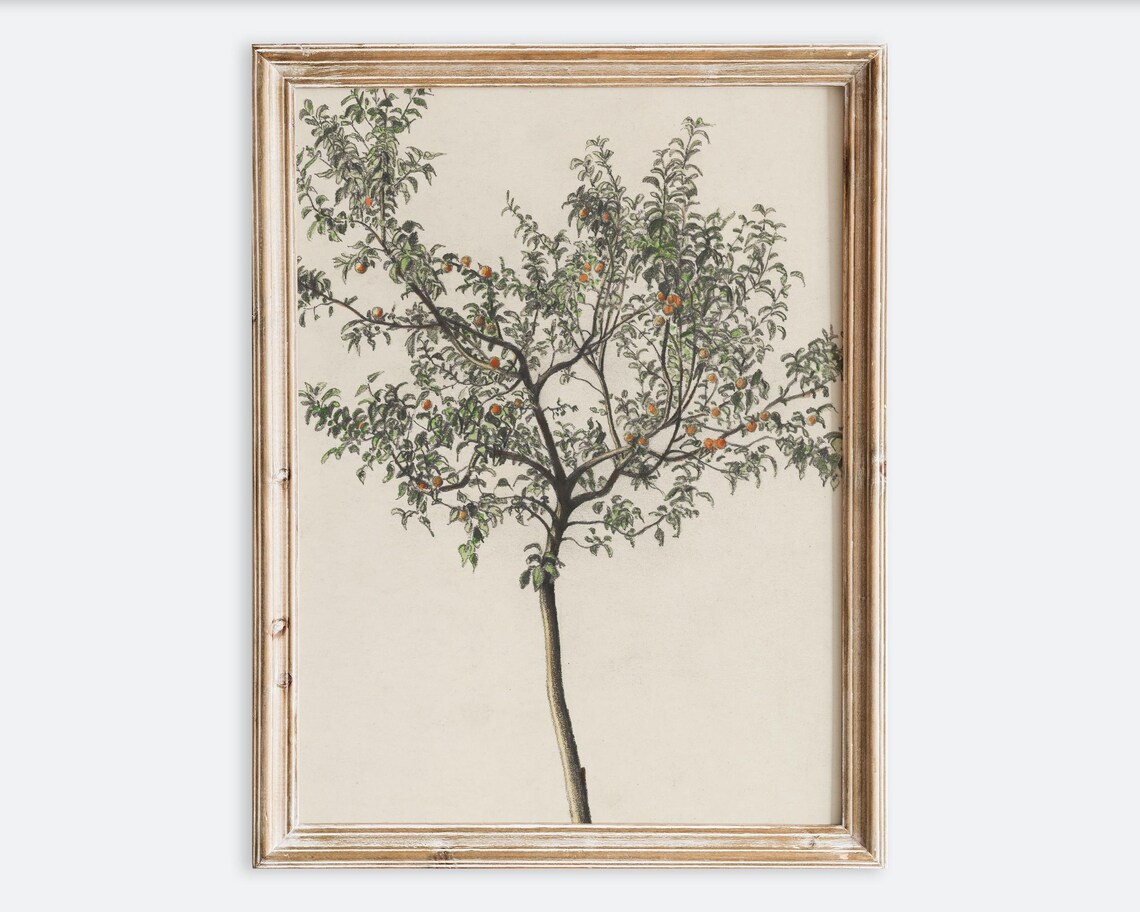 Vintage European Fruit Tree Sketch Art Print