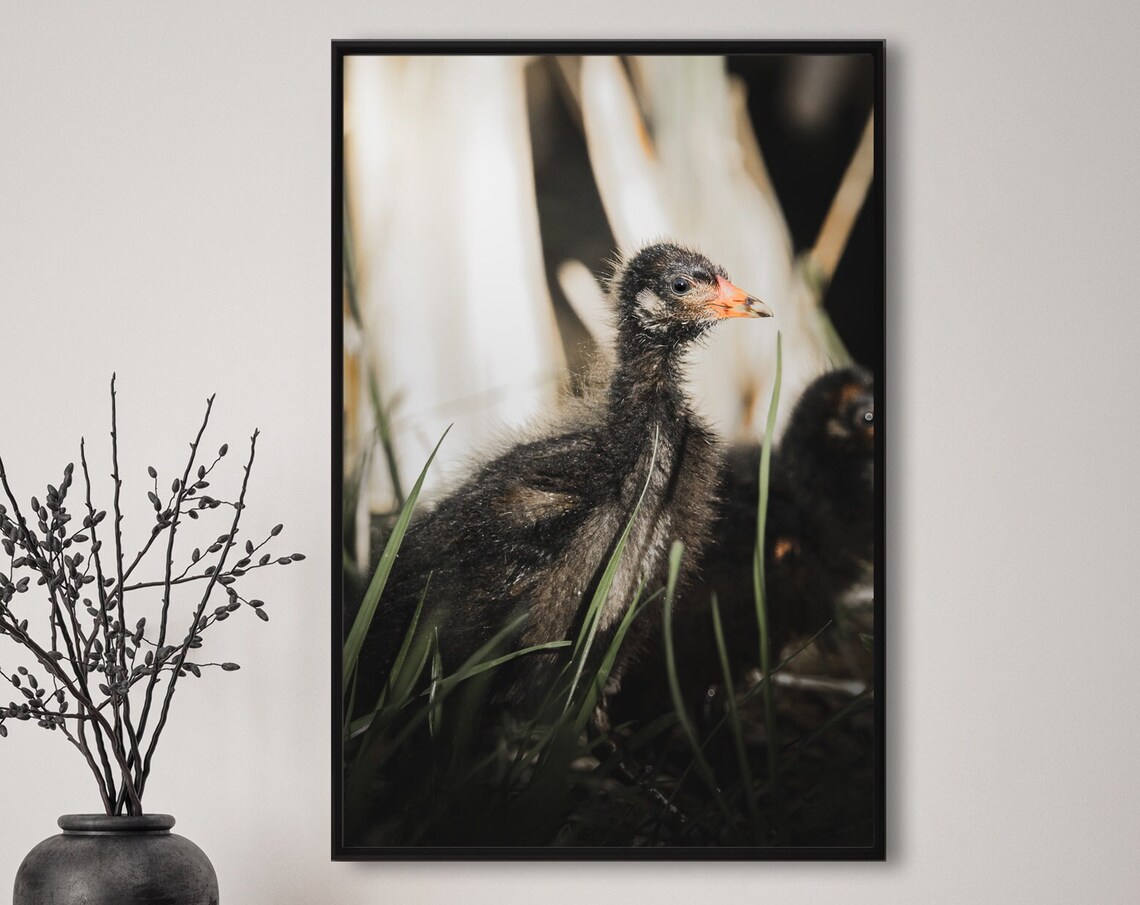Baby Moorhen Chick Among Reeds Wildlife Nature Photography Poster